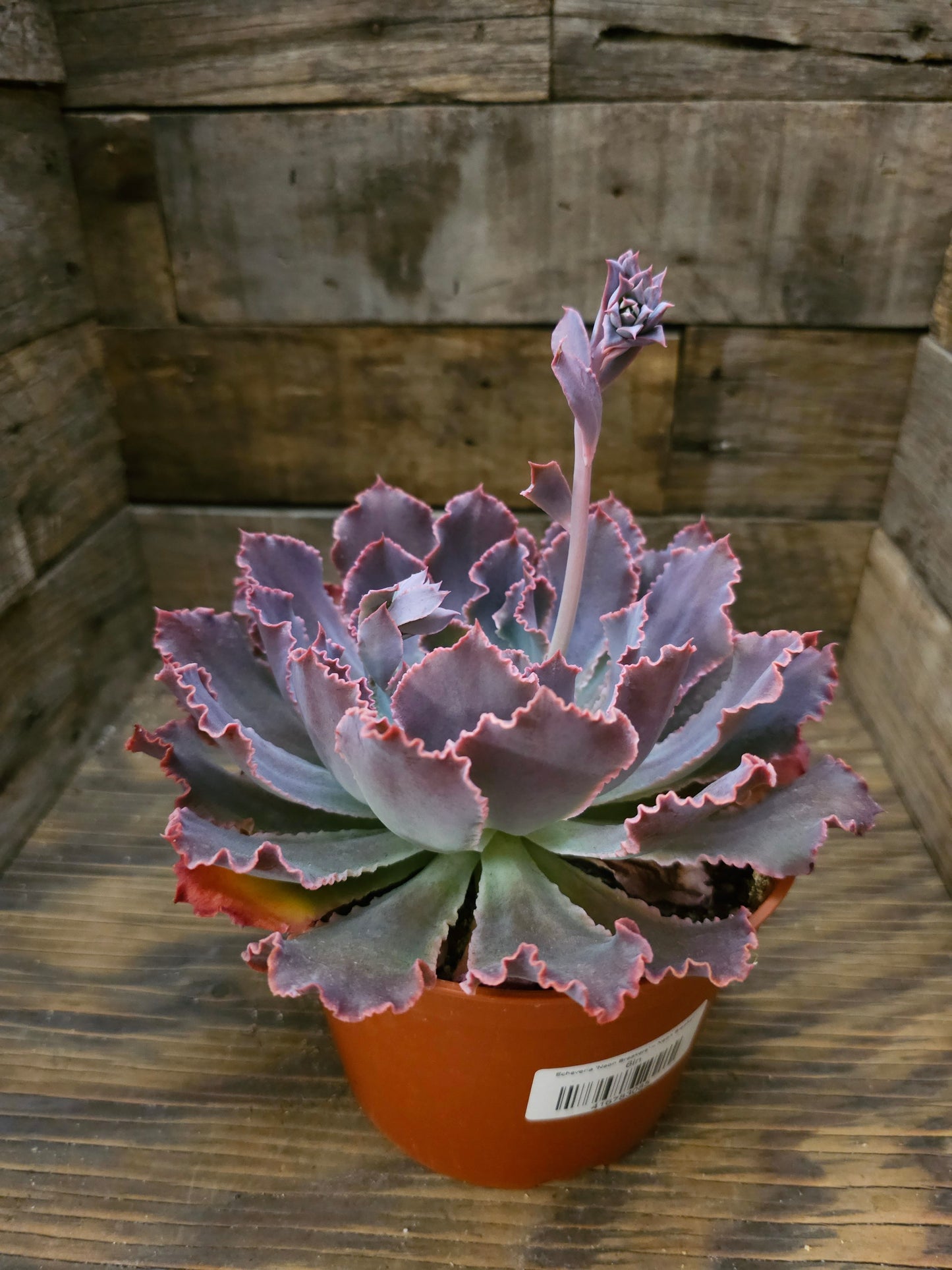Echeveria 'Neon Breakers' – Neon Breakers Echeveria