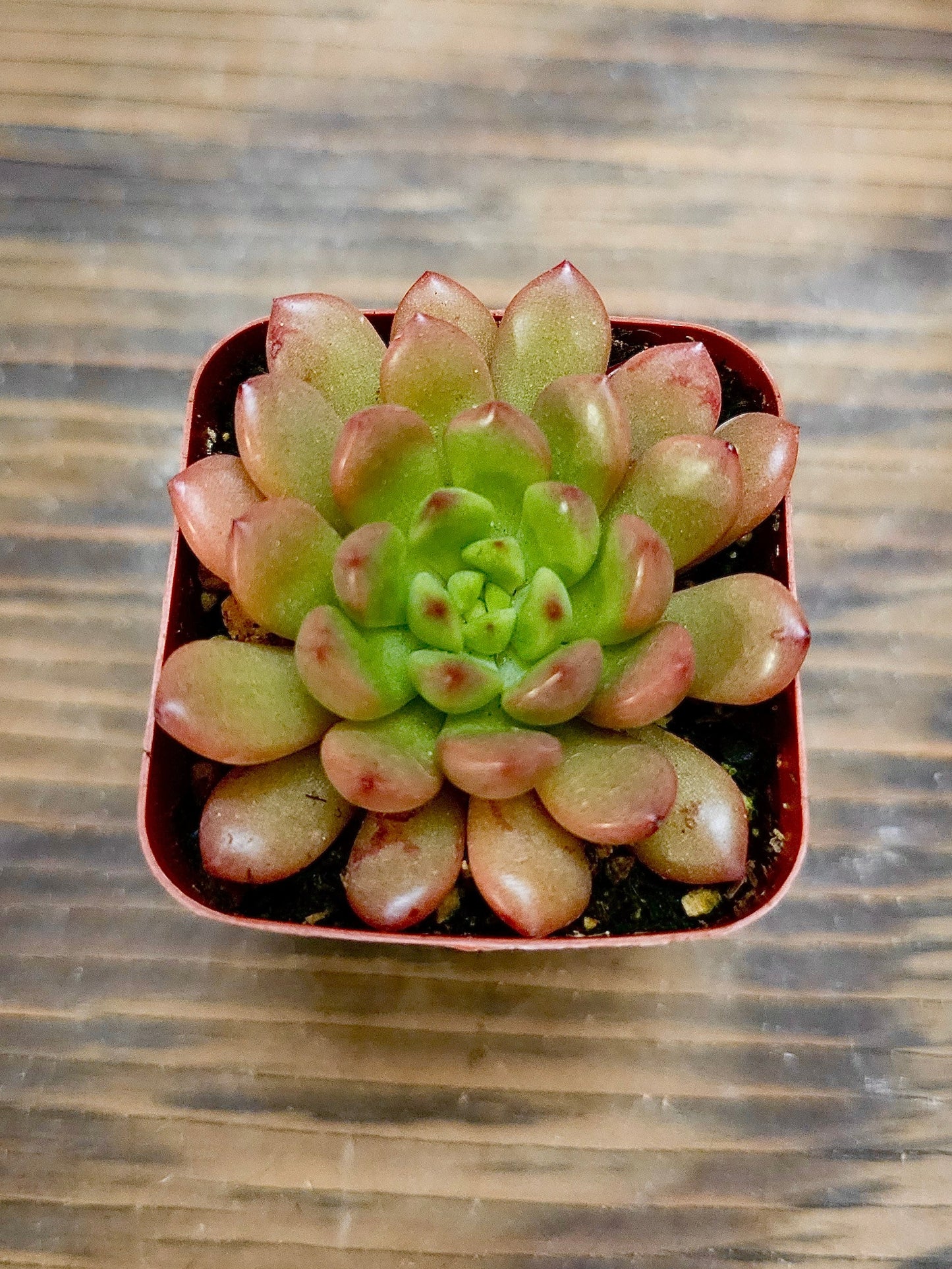 Graptoveria 'Bashful' – Pink Ruby