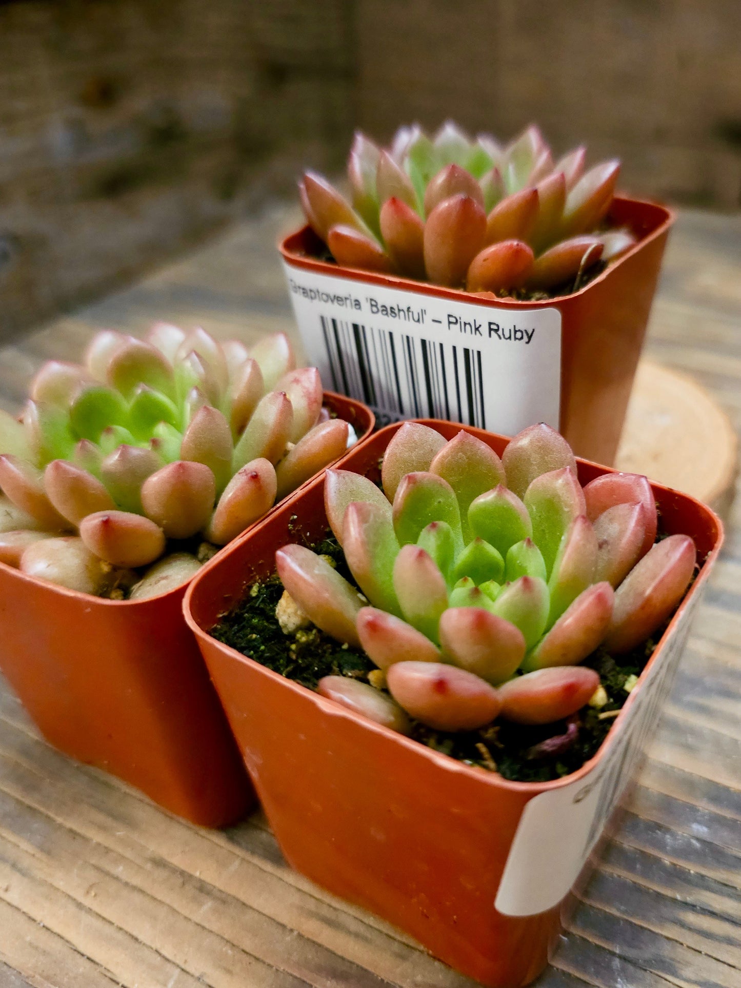 Graptoveria 'Bashful' – Pink Ruby