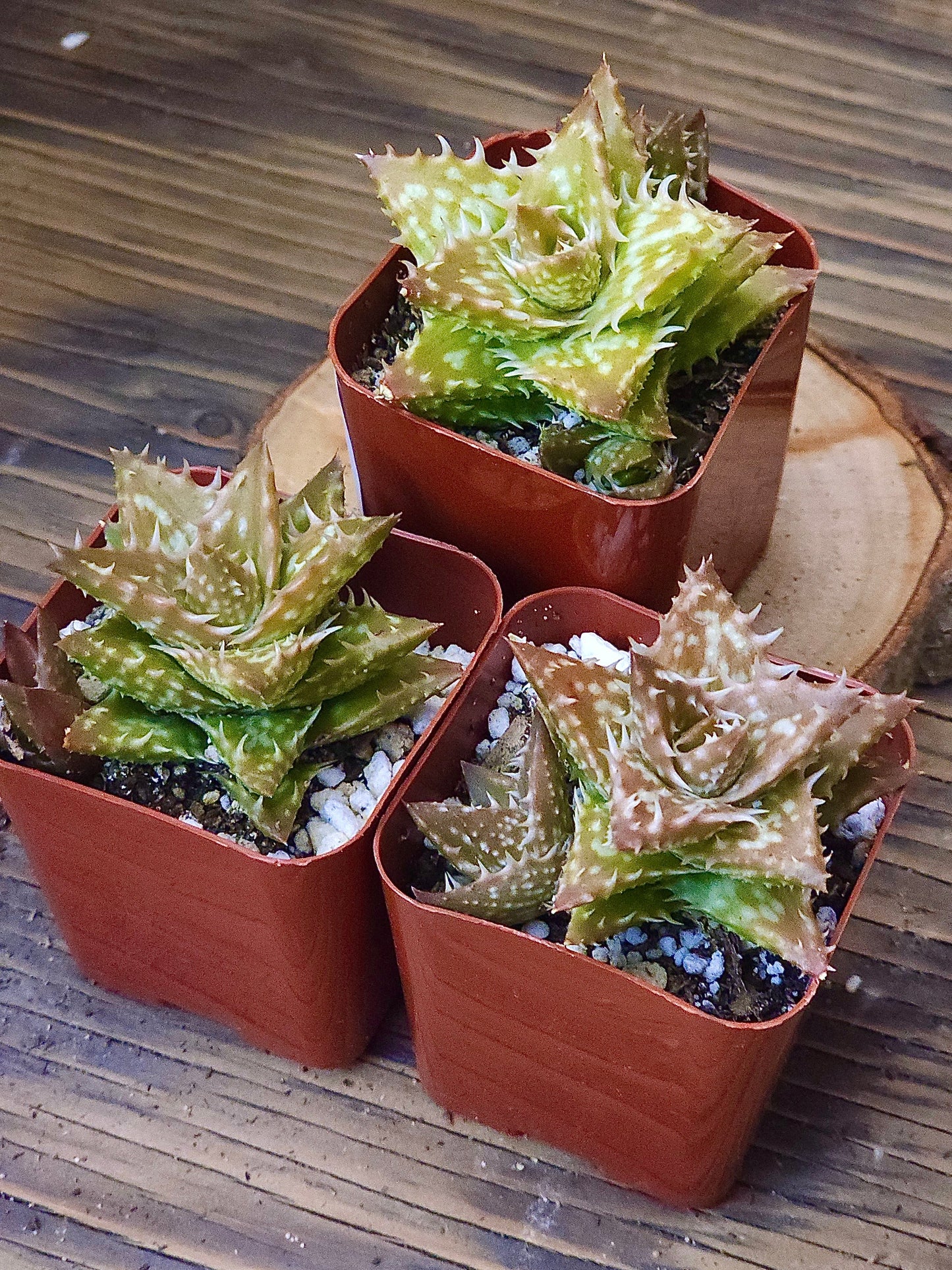 Aloe juvenna 'Gold' – Gold Tiger Tooth Aloe – 2in