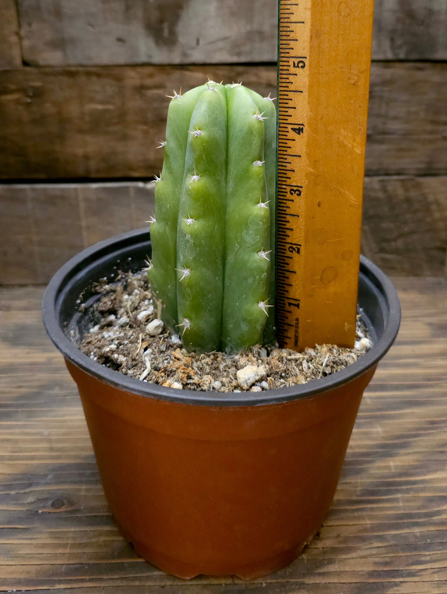 Echinopsis pachanoi – San Pedro Cactus