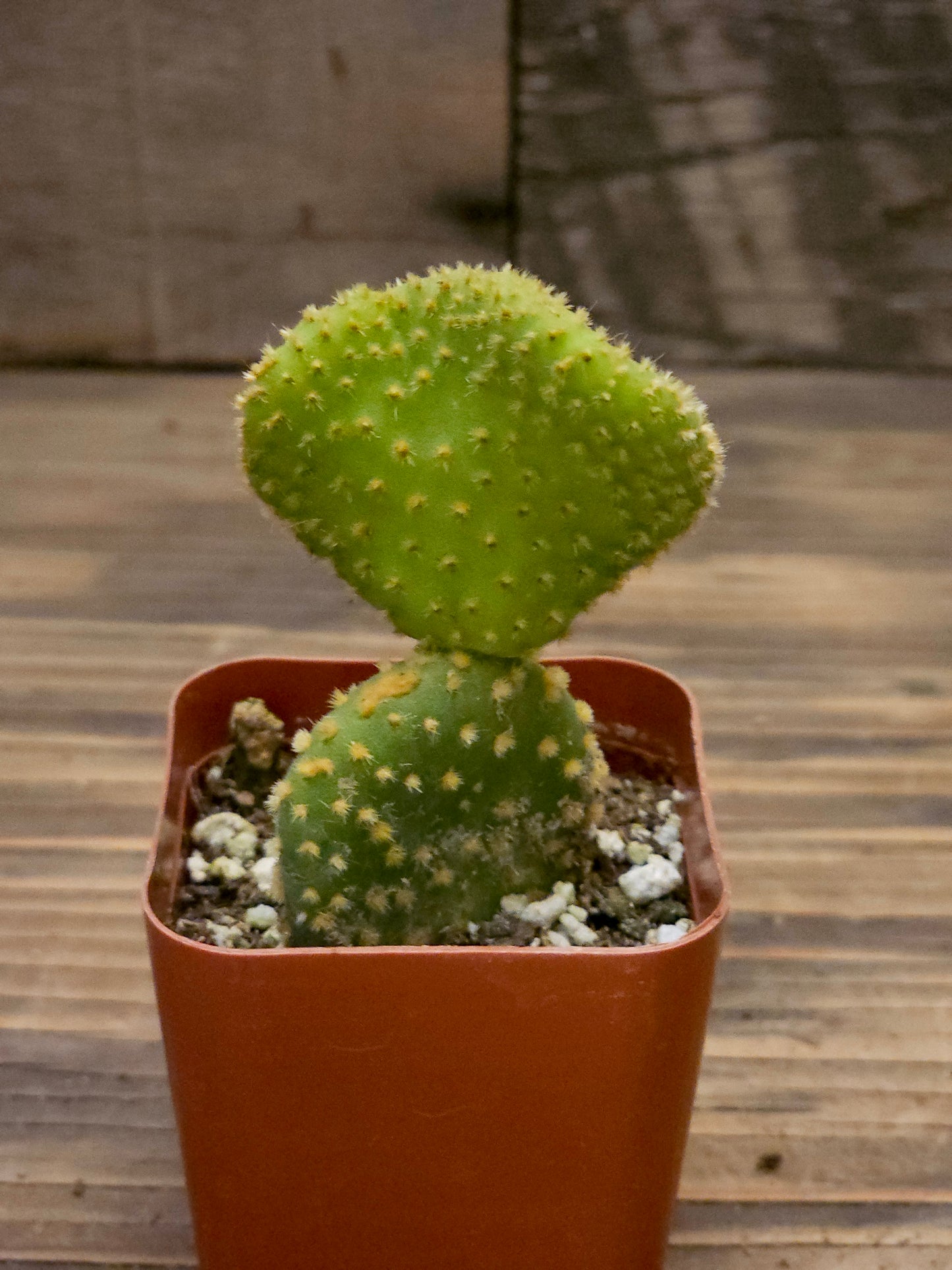 Opuntia microdasys 'Golden Swirl' – Swirl Cactus