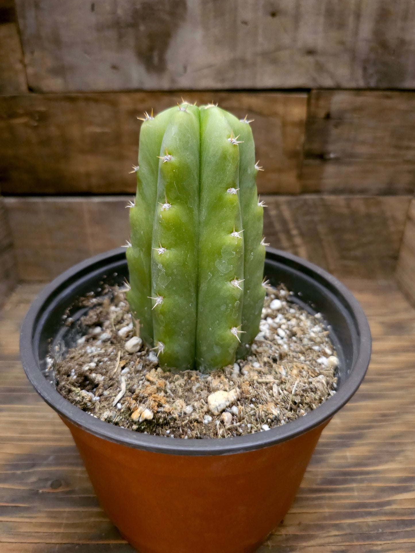 Echinopsis pachanoi – San Pedro Cactus