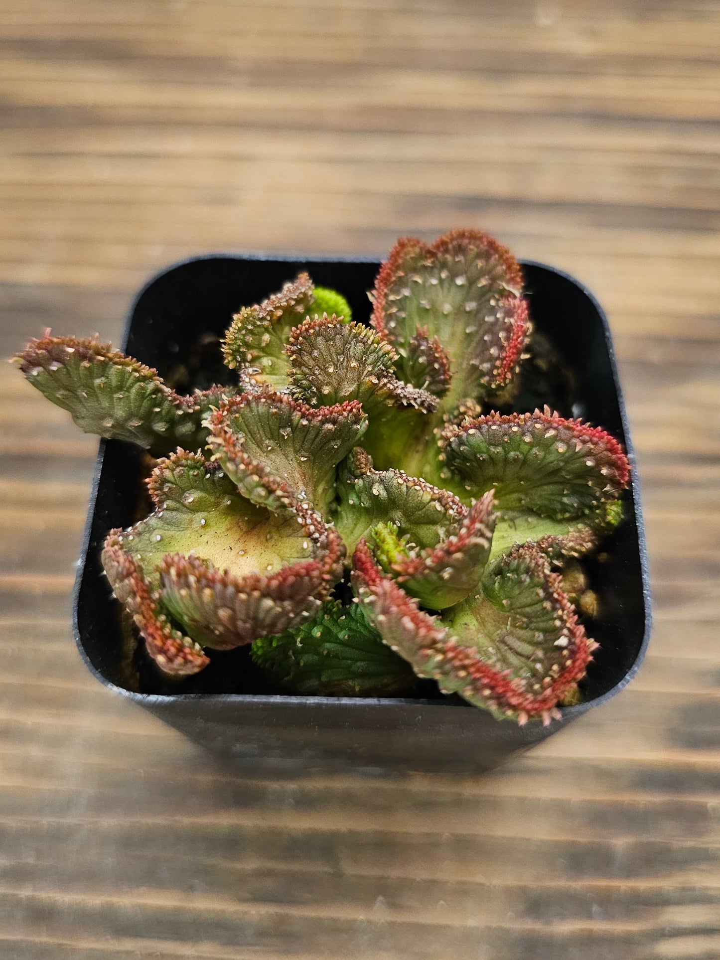 Euphorbia flanaganii f. cristata 'Variegata' – Variegated Crested Medusa's Head