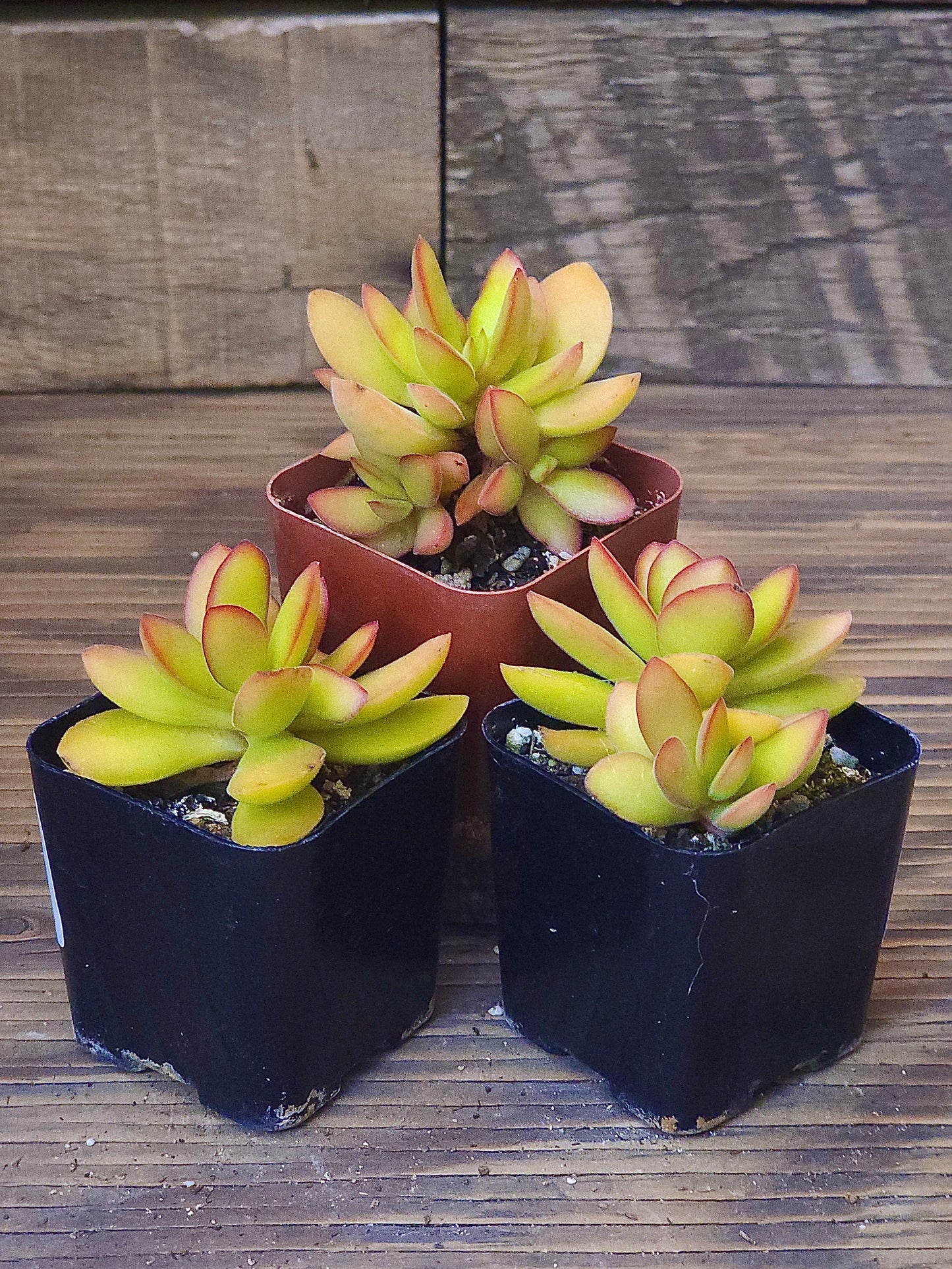 Crassula swaziensis 'Money Maker Variegata' – Variegated Money Maker Crassula – 2in