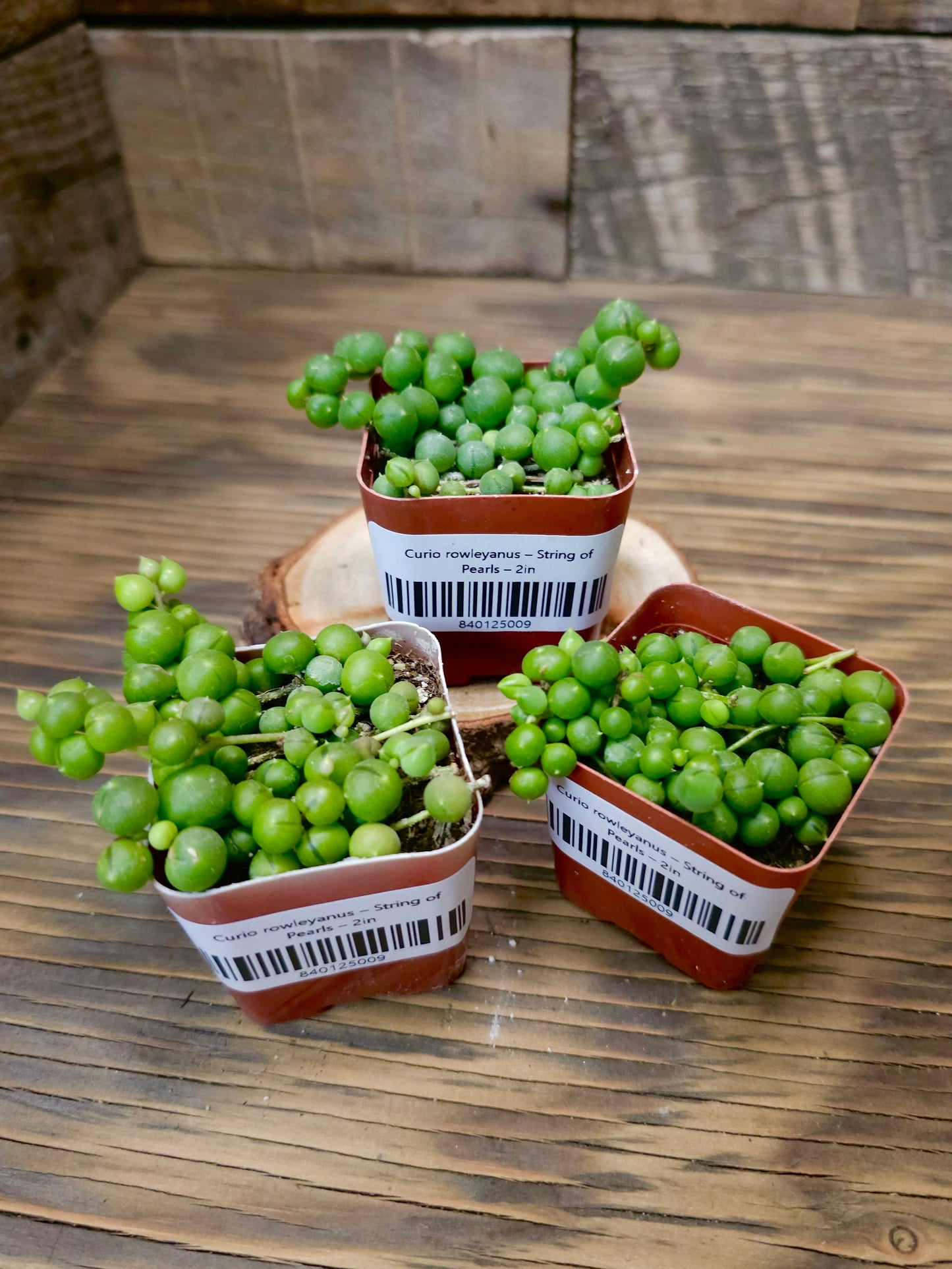 Curio rowleyanus – String of Pearls