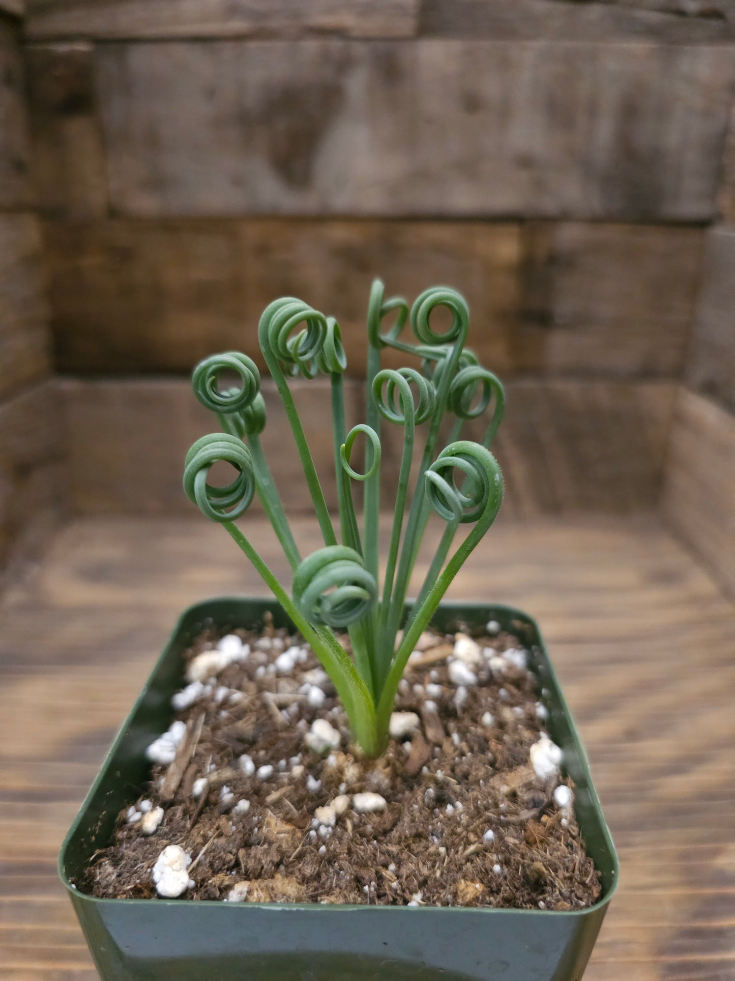 Albuca spiralis – Frizzle Sizzle
