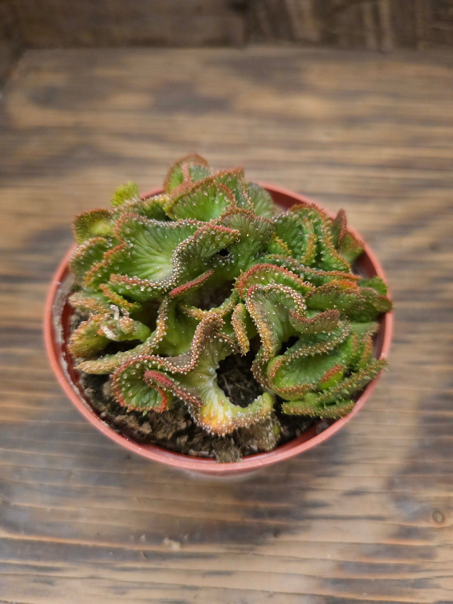 Euphorbia flanaganii f. cristata 'Variegata' – Variegated Crested Medusa's Head