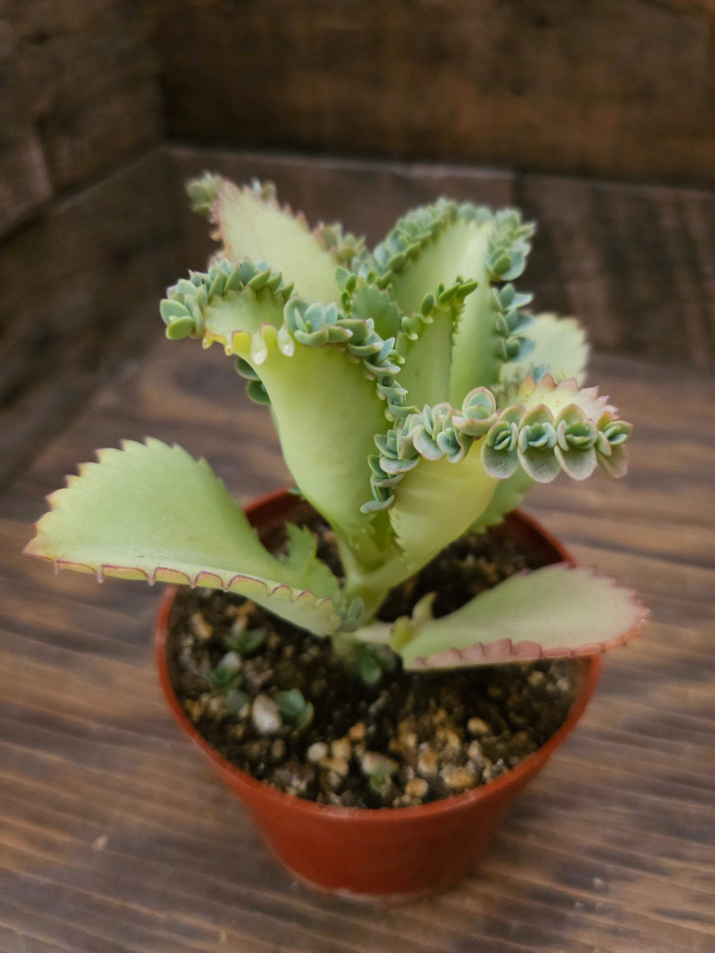 Kalanchoe daigremontiana – Mother of Thousands