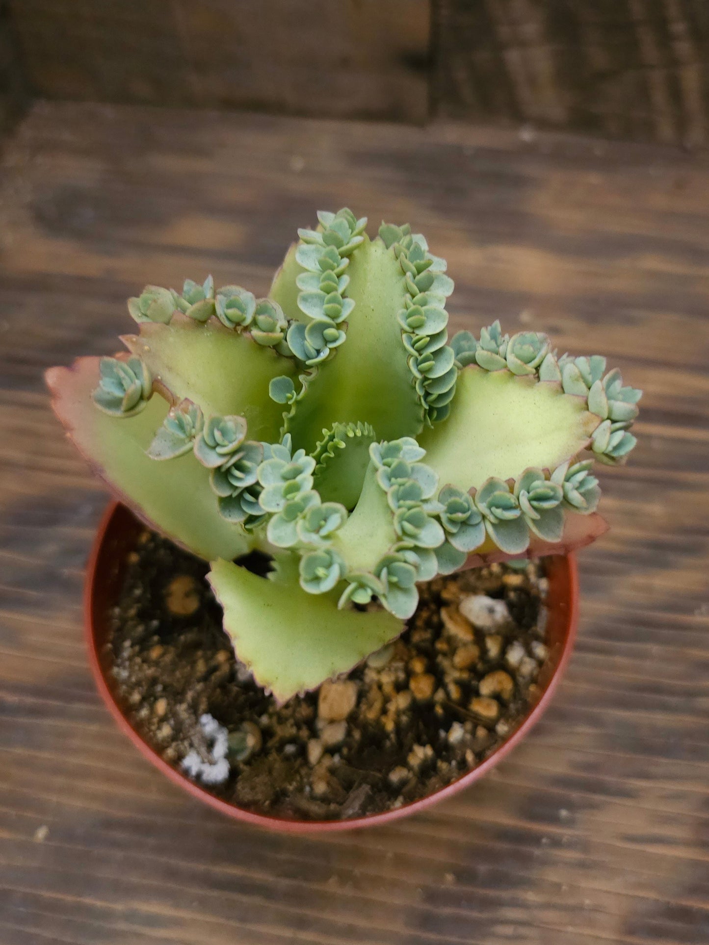 Kalanchoe daigremontiana – Mother of Thousands