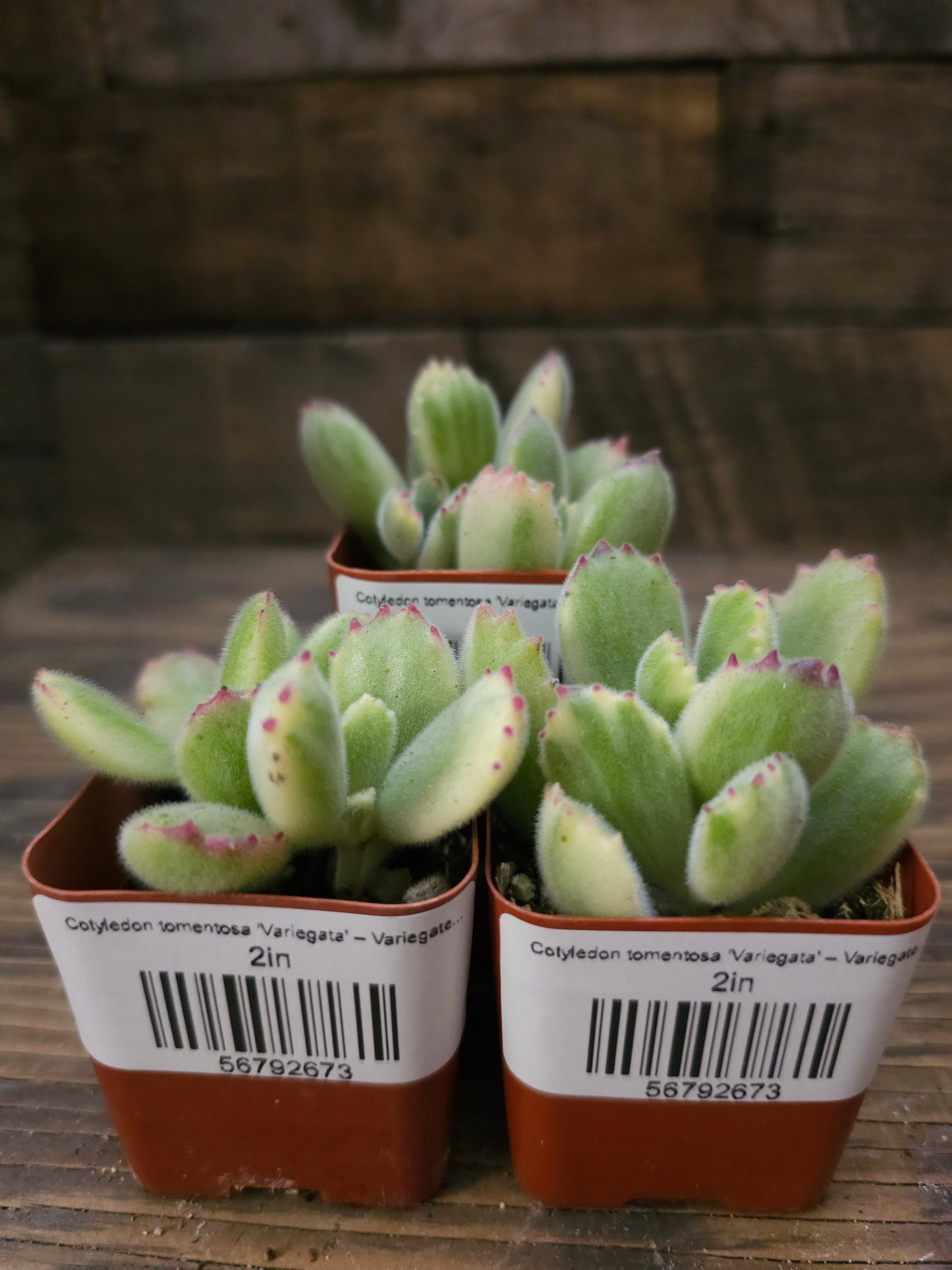 Cotyledon tomentosa 'Variegata' – Variegated Bear's Paw