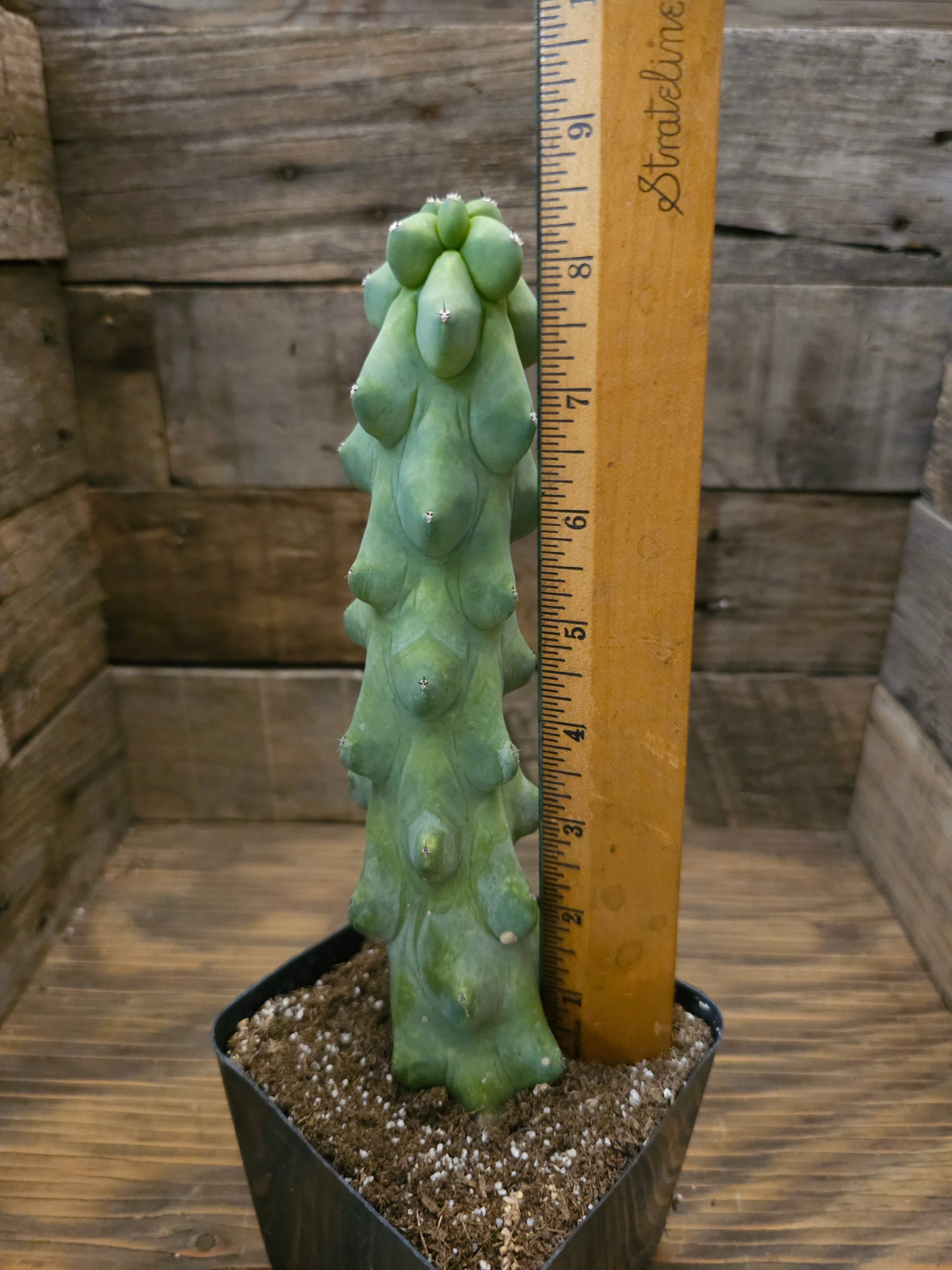Myrtillocactus geometrizans 'Fukurokuryuzinboku' – Boobie Cactus 2