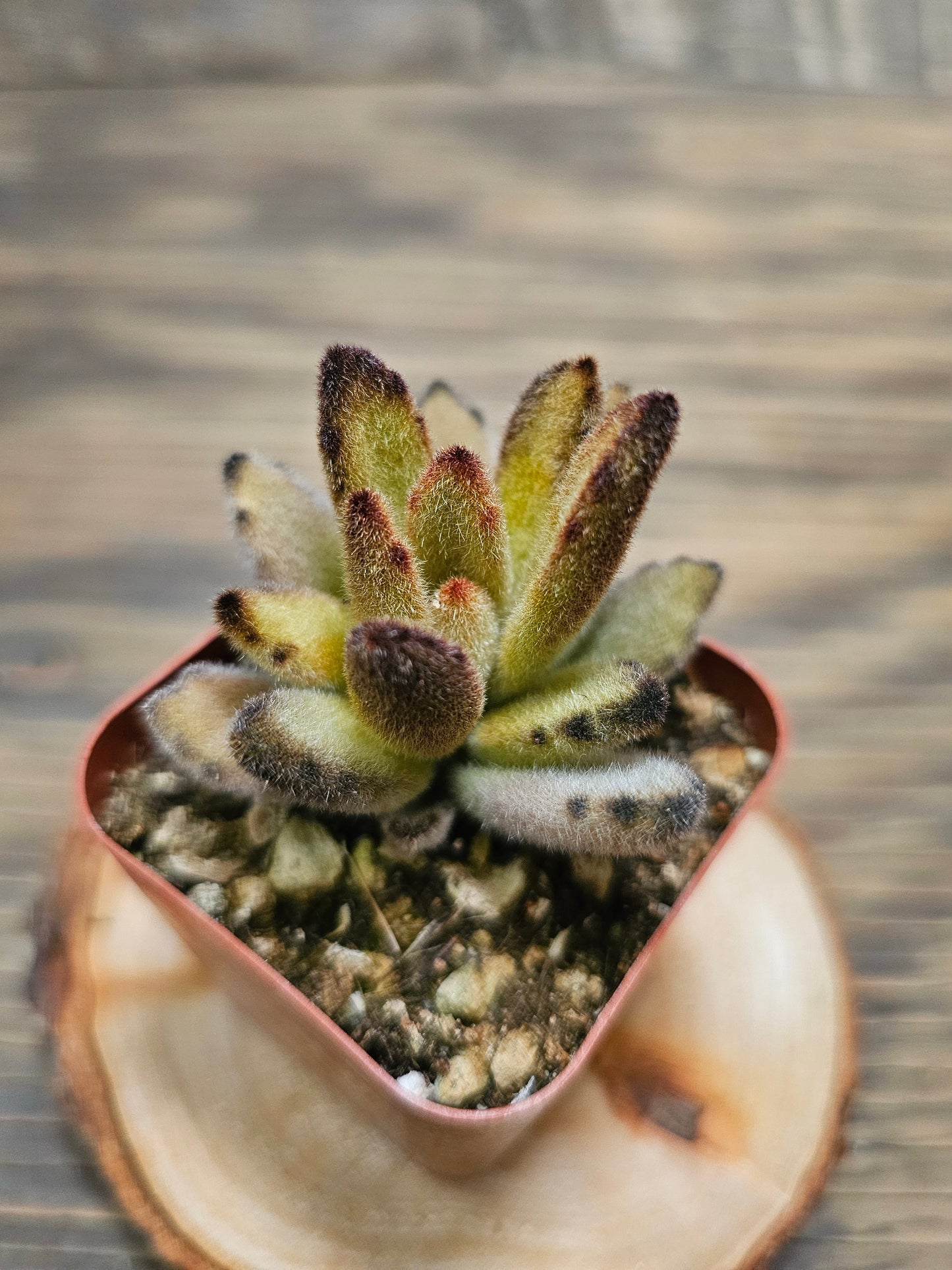 Kalanchoe tomentosa - Chocolate Soldier - 2in