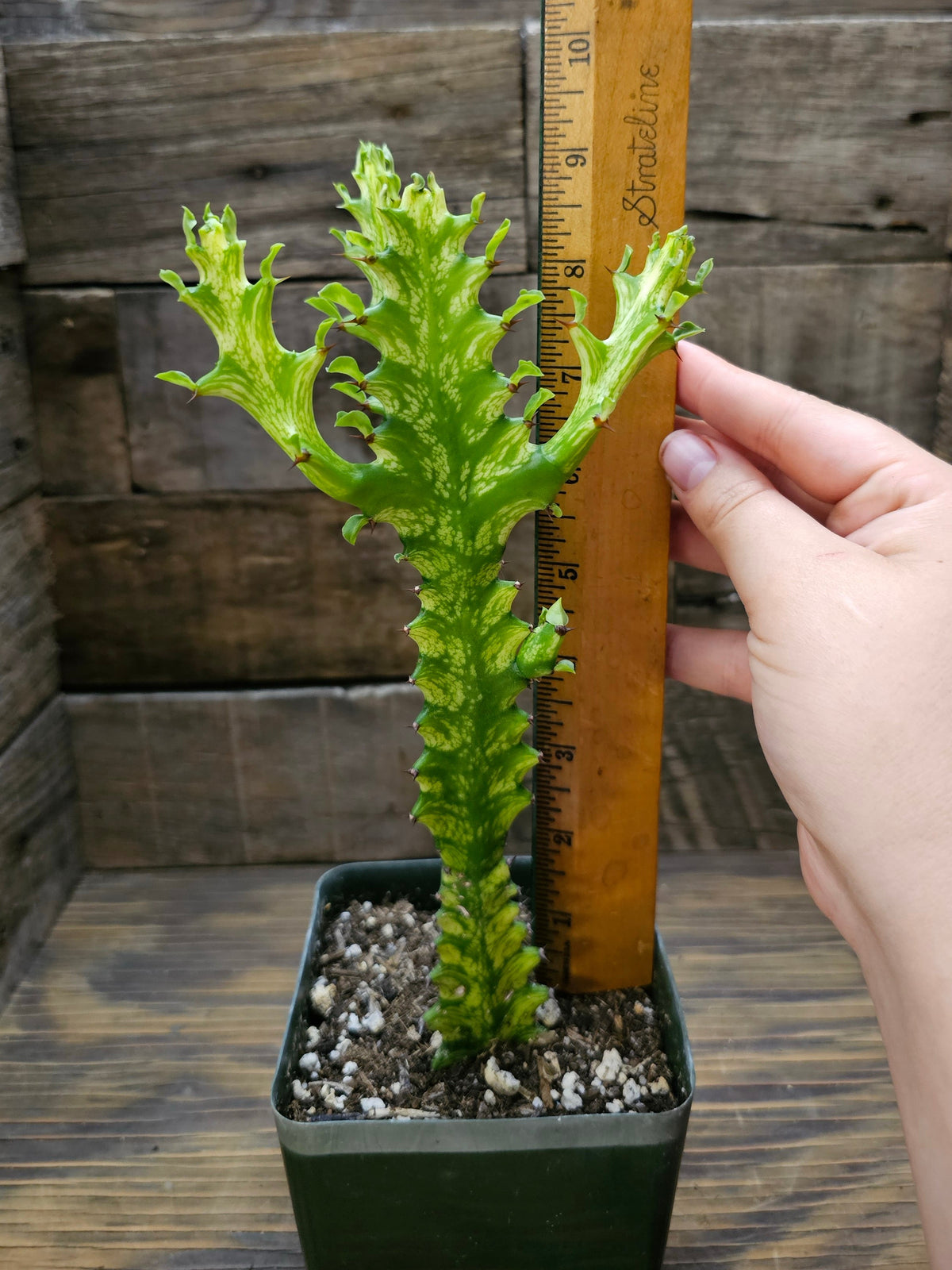 Euphorbia trigona 'Mint Cream' – Mint Cream African Milk Tree 5 in