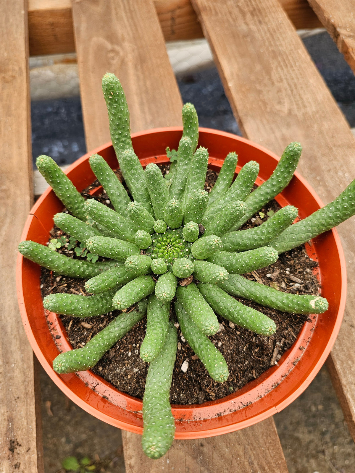 Euphorbia inermis – Medusa's Head 8 in