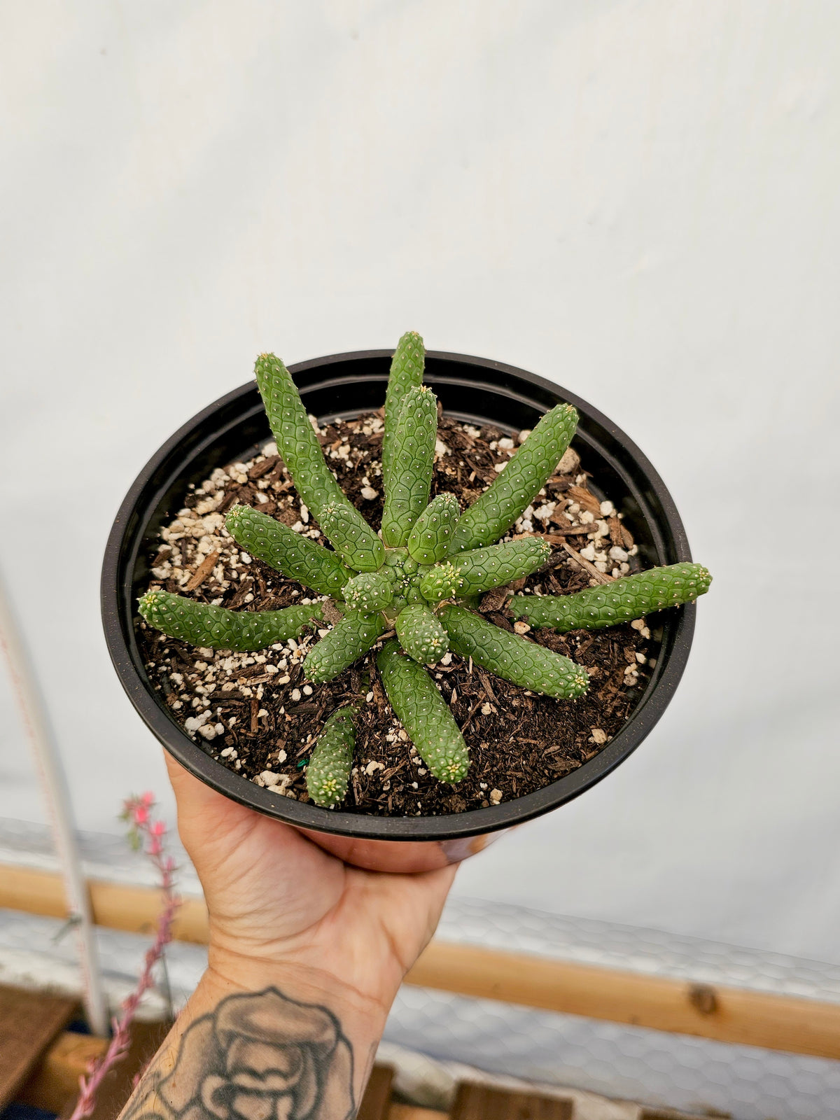 Euphorbia inermis – Medusa's Head 6 in