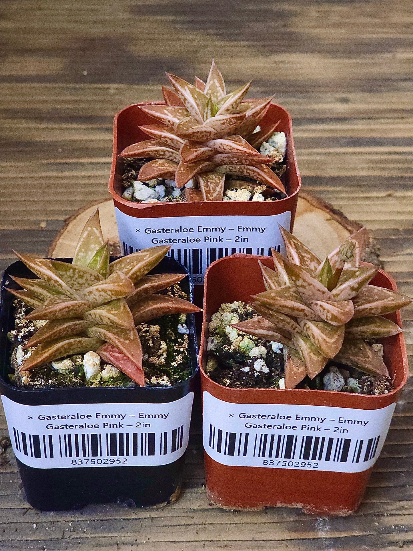 × Gasteraloe 'Emmy' – Emmy Gasteraloe Pink – 2in