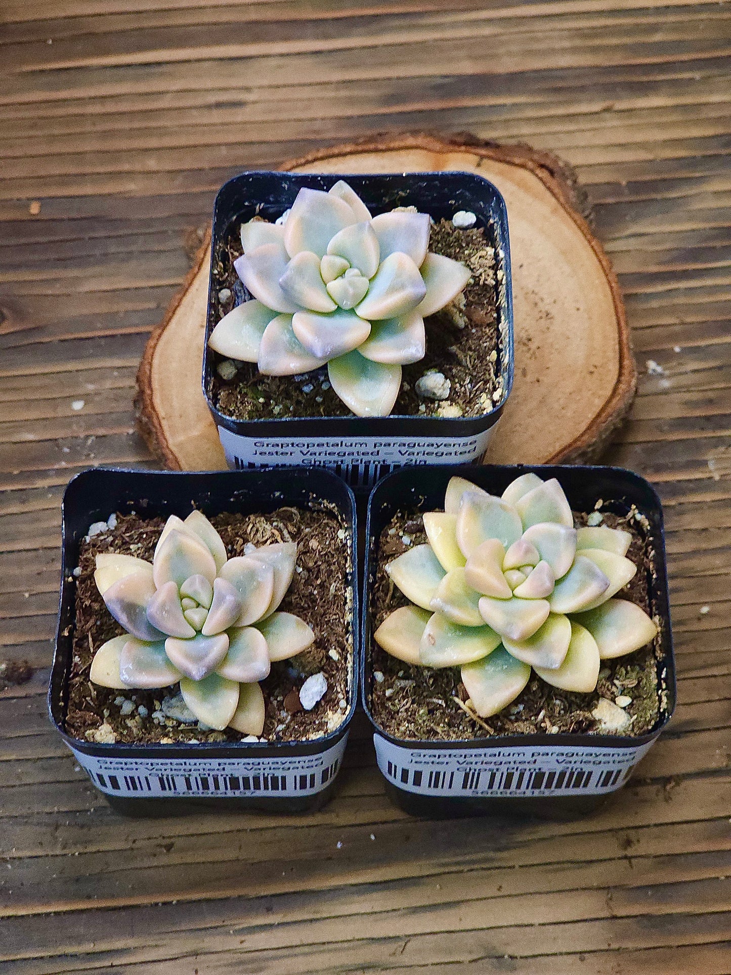 Graptopetalum paraguayense 'Jester' Variegated – Variegated Ghost Plant – 2in