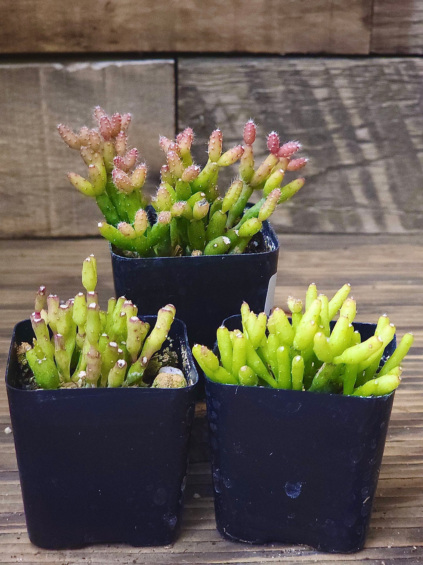 Hatiora salicornioides – Dancing Bones Cactus – 2in