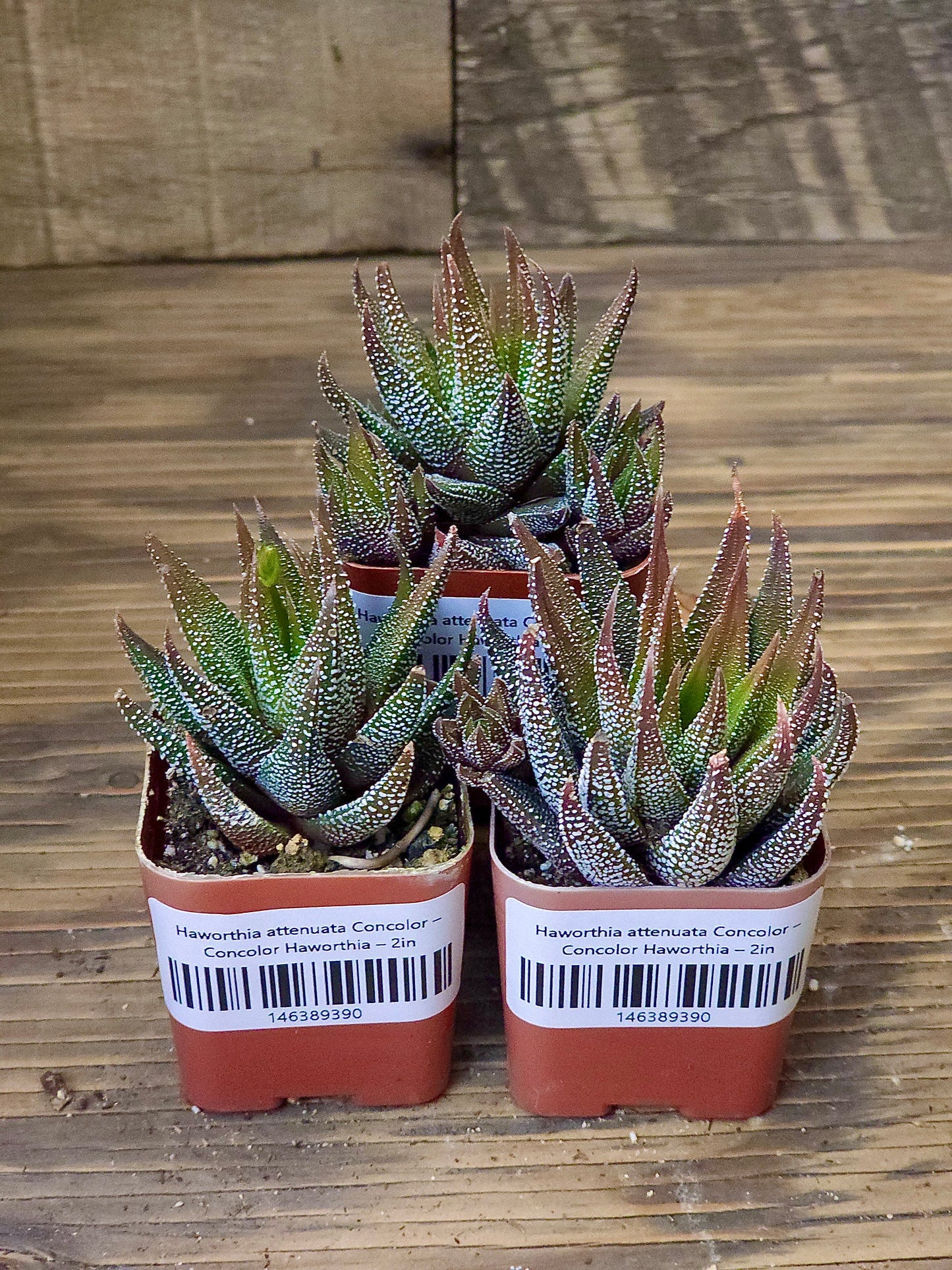 Haworthia attenuata 'Concolor' – Concolor Haworthia – 2in