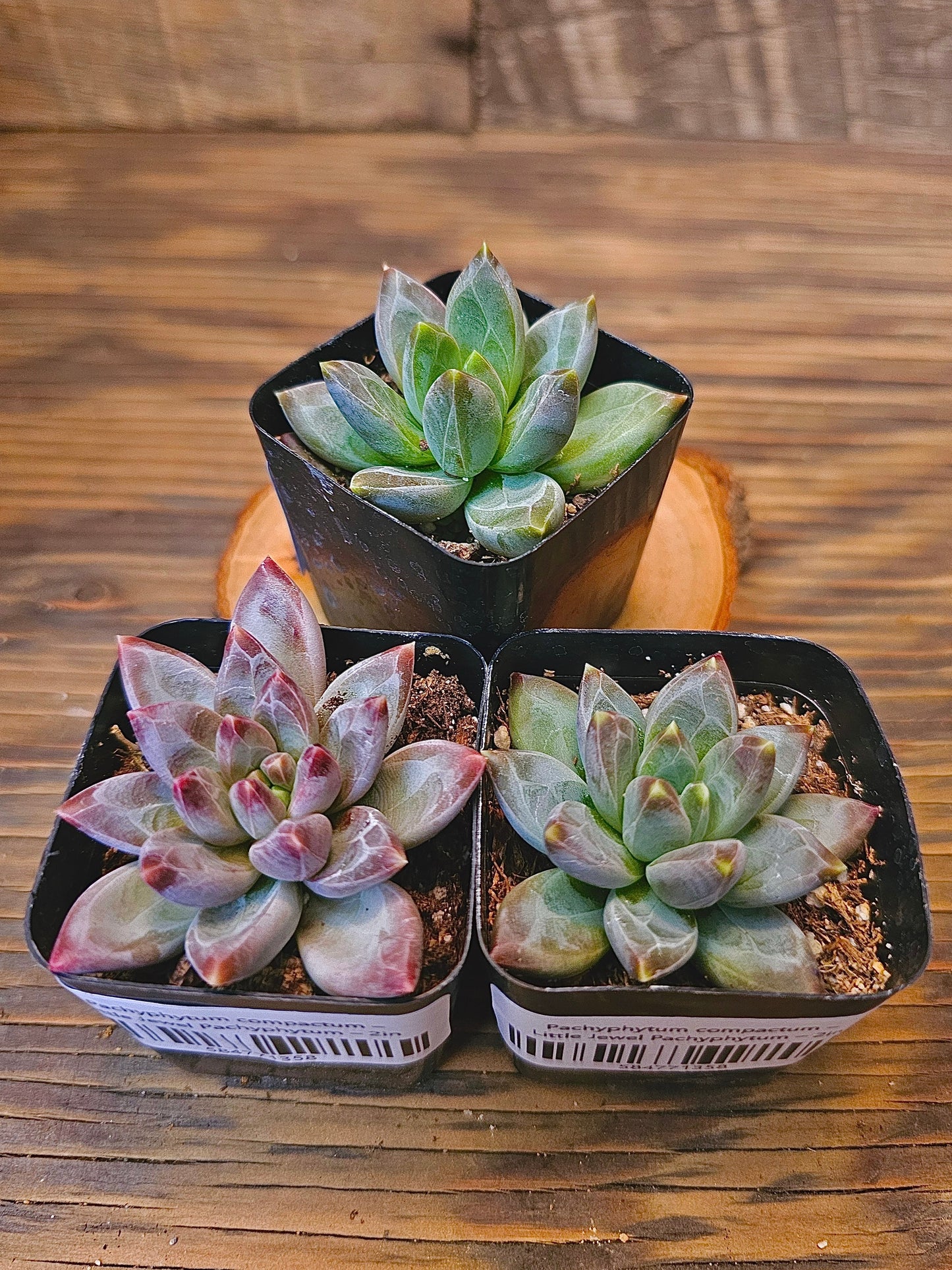 Pachyphytum compactum – Little Jewel Pachyphytum – 2in