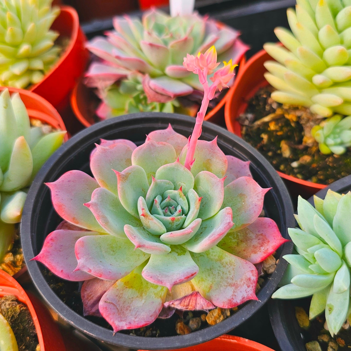 Echeveria Queen Rose 4" Pot