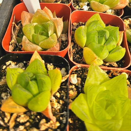 Haworthia Cathedral Window