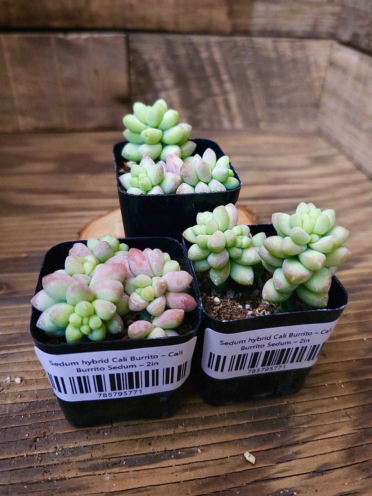 Sedum hybrid 'Cali Burrito' – Cali Burrito Sedum – 2in