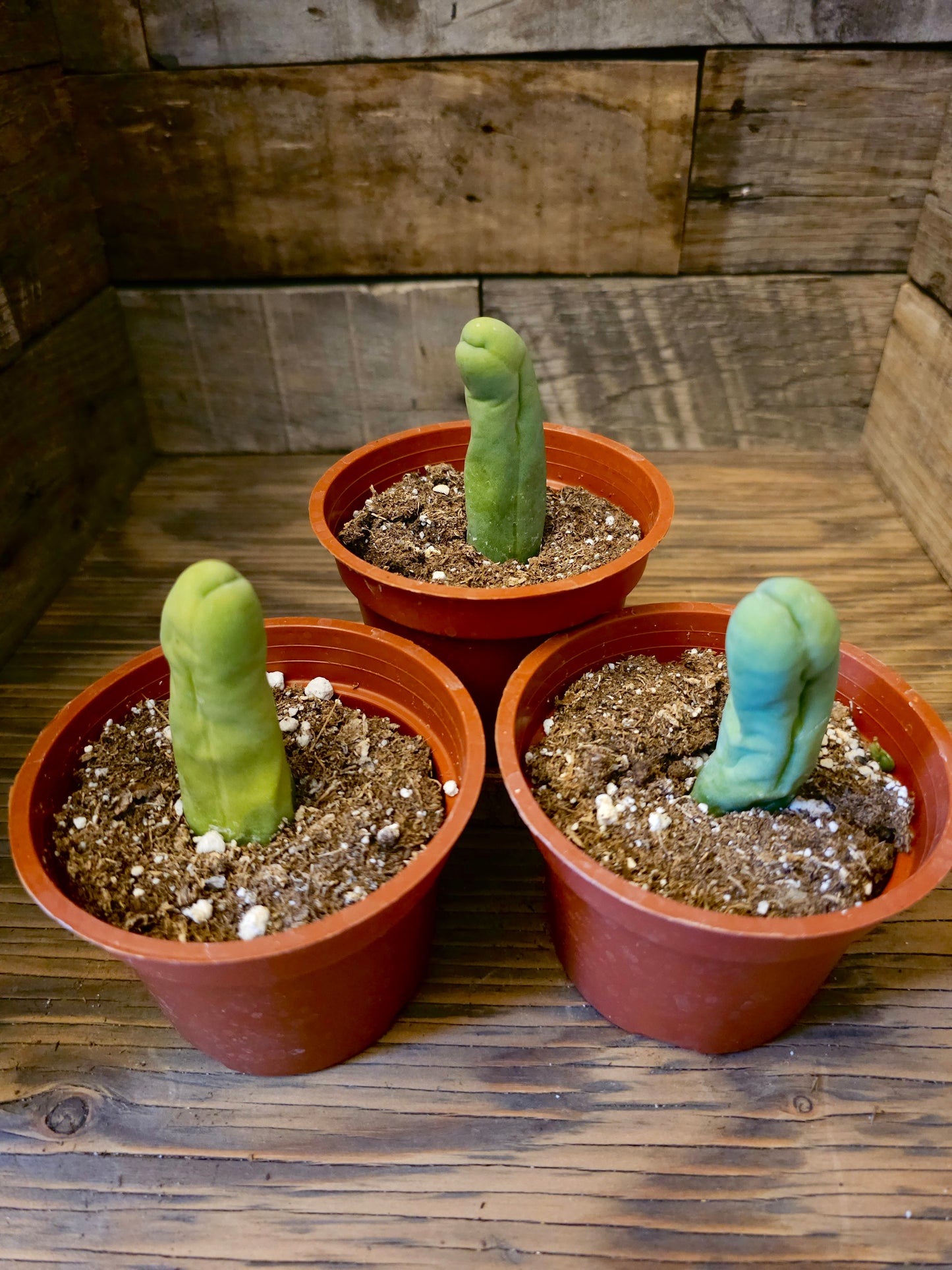 Trichocereus bridgesii monstrose – Penis Cactus – 4IN